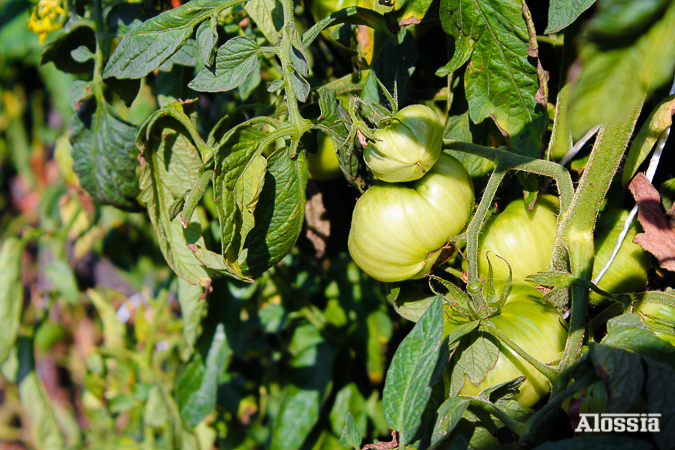 LOS FRUTOS DE MI TIERRA